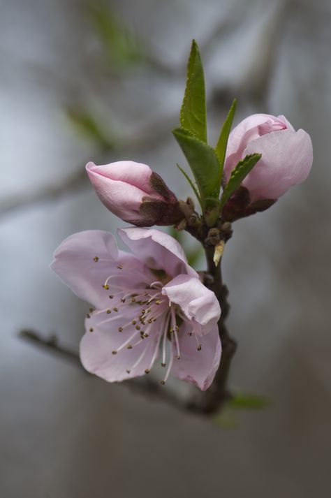 Peach Blossoms Flowers Blooming, Airbrush Art, Peach Blossoms, Spring Blossom, Flowers Nature, Flower Photos, Flower Pictures, Plant Life, Amazing Flowers