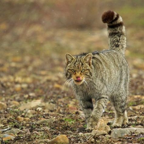 Gato montés. Chamán. Common Buzzard, Male Bear, Stonechat, Grey Heron, Mother Bears, Roe Deer, Wild Wolf, Kitty Kitty, Bird Watching