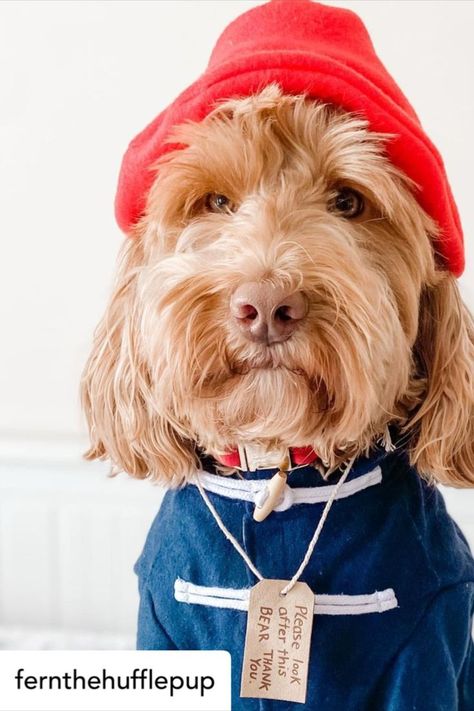 Transform your dog into Paddington Bear Homemade Costume, Bear Dog, Paddington Bear, Dog Costume, Teddy Bear, Halloween, Dogs, Animals