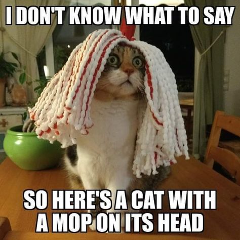 i don't know what to say so here's a cat with  a mop on its head-lol Find Instagram, Time Series, Roblox Funny, What To Say, Poor People, Me Too Meme, Cat Quotes, Funny Animal Memes, Silly Cats