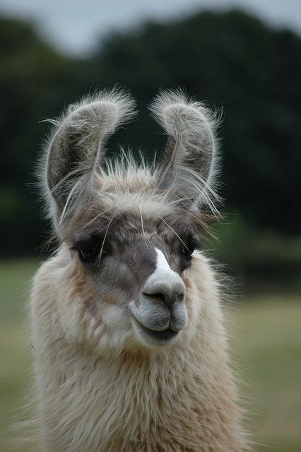 Peru Llama, Llama Pictures, Llama Face, Llama Llama, Llama Drama, Llama Alpaca, Cute Llama, Interesting Animals, Cute Creatures