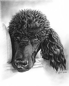 Black Poodle Painting, Black Poodle Tattoo, Black Poodle Drawing, Poodle Tattoo, Poodle Drawing, Miniature Poodles, Black Standard Poodle, Poodle Puppy Standard, Dog Drawings