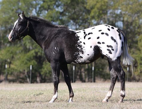 Appaloosa Horses For Sale, Horses Beautiful, Double M, Cool Hand Luke, Dream Farm, Appaloosa Horse, Farm Stuff, Black Stallion, American Quarter Horse