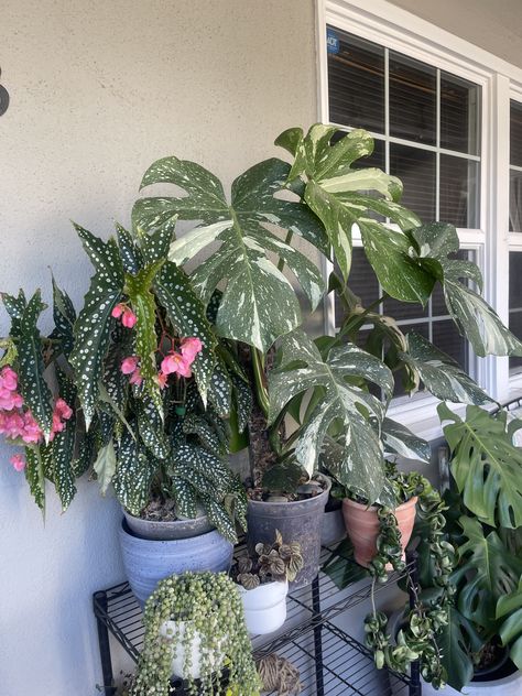 Thai Constellation Monstera, Tall Vase Arrangements, Plant Mom Aesthetic, Pot Wall, Thai Constellation, Tropical Flower Plants, Tropical Backyard, Plant House, Plant Care Houseplant