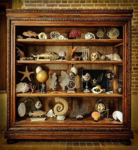 Oddities Collection, Cabinet Of Curiosity, Shell Display, Sleeping Quarters, Collections Of Objects, Curiosity Shop, Cabinet Of Curiosities, Glass Cloche, Shell Decor