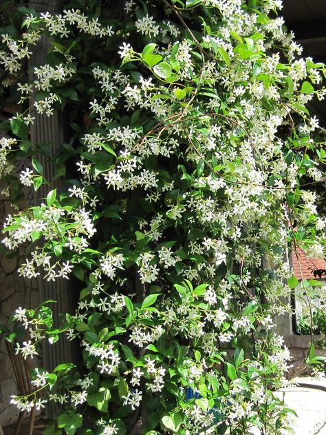 Flowering Jasmine. Good for covering fences, walls etc. the golden one is lovely and not as vigorous. Climbing Flowers, Jasmine Plant, Hardscape Design, Garden Vines, The Secret Garden, Climbing Vines, Flowering Vines, Fragrant Flowers, Climbing Plants