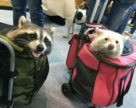 I think we're going on a trip somewhere. Raccoon Pictures, Pet Raccoon, Cute Rats, Cute Raccoon, Raccoon Funny, Funny Animal Photos, Trash Panda, Creature Feature, Silly Animals