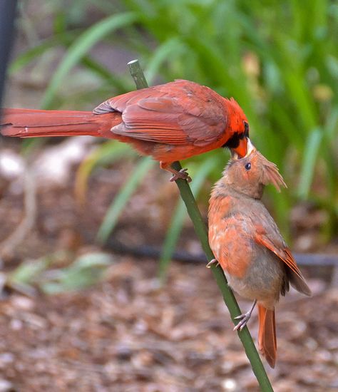 Mr. and baby Cardinal in low bushes nextdoor :-) (Previous Pinner. love it!) Cardinal Pair, Baby Cardinals, Cardinal Couple, Tender Care, Feeding Baby, Northern Cardinal, Kinds Of Birds, Bird Watcher, Feeding Time