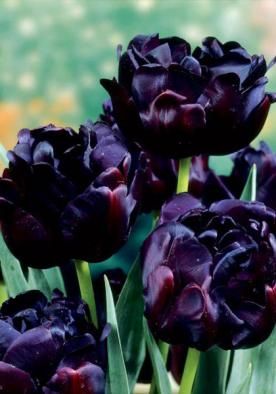 Goth Garden, Planting Tulips, Plantas Bonsai, Gothic Garden, Bonsai Flower, Black Tulips, Black Garden, Dark Flowers, Contemporary Garden