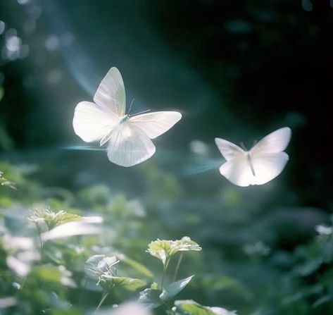 Fantasy Aesthetic, Butterflies, Flowers, White