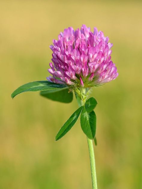 A Guide to Names of Weeds (With Pictures) | Dengarden Trifolium Pratense, Plant Notes, Weeds In Lawn, Red Clover, Garden Weeds, Clover Flower, Fact Sheet, Annual Plants, Edible Flowers