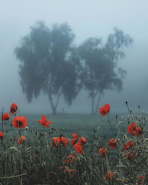 IG @ livingitrural Nature Photography Trees, Forest Flowers, Visual Poetry, Poppy Field, Poppy Flower, Red Poppies, Nature Pictures, Love Art, Flower Painting