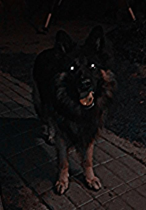 Scary Dog Pictures, Cats And Dogs Aesthetic, Scary Dog Aesthetic, Scary Dog, Wolf Therian, Werewolf Aesthetic, Dogs Aesthetic, Black Butler Manga, Scary Dogs