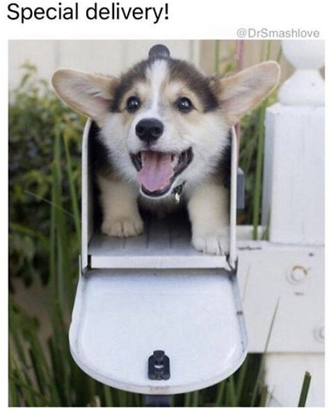 We're sending you an extra dose of cuteness this Wednesday! Sometimes I wish we could get special puppy hugs in the mail 😍 Corgis Puppies, You've Got Mail, Corgi Puppy, Tiny Dogs, Pembroke Welsh Corgi, Corgi Dog, Puppy Pictures, Welsh Corgi, Cute Creatures