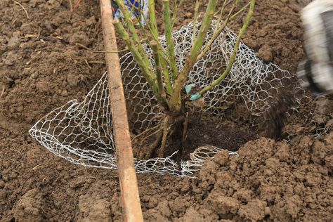 How To Plant Bare-Root Roses — B-Side Farm Expensive Plants, Bare Root Roses, Kill Them All, Grow Garden, Rose Queen, Soil Testing, Soil Layers, Rose Stem, Planting Roses