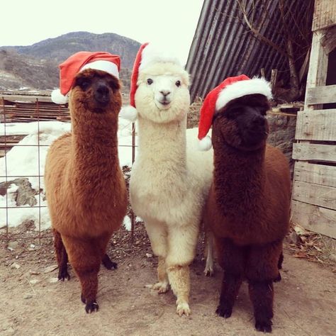 Irish Christmas Market will host an 'Alpaca Experience' to spread festive cheer | The Irish Post Cute Alpaca, Baby Animals Funny, Cute Animal Pictures, Funny Animal Pictures, Christmas Animals, 귀여운 동물, Cute Funny Animals, Animals Friends, Beautiful Creatures