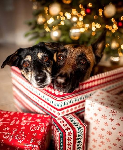 Family Pet Christmas Photos, Christmas Picture Ideas With Dogs Couple, Puppy Christmas, Christmas Puppy Photoshoot, Pet Christmas Photos, Dog Christmas Card Photo, Christmas Card Photo Ideas With Dog And Cat, Dog Holiday Photoshoot, Dog Photography Christmas