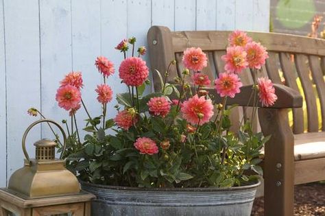 Dahlia Flower Garden, Planting Dahlias, Flower Fertilizer, Longfield Gardens, Dahlias Garden, Growing Dahlias, Cut Flower Garden, Garden Yard Ideas, Dahlia Flower