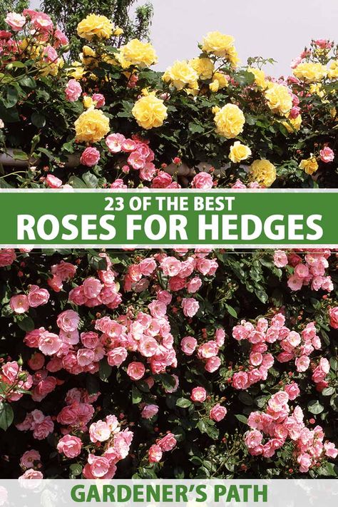 Rose Hedge Front Yards, Rose Hedge, Hedge Trees, Vine Fruit, Garden Hedges, Best Roses, Best Rose, Gardening Gear, Rose Varieties