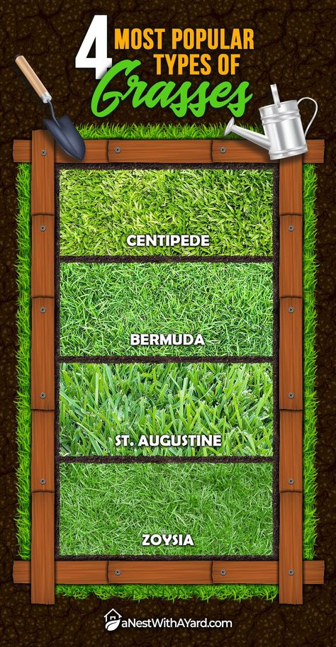 Different Types Of Grass Lawn, Florida Grass Types, Types Of Grasses Landscaping, Grass Growing Tips, Zoysia Grass Lawn, How To Grow Grass From Dirt Backyards, Home Lawn Ideas, Types Of Grass For Lawn, Garden Grasses Ideas