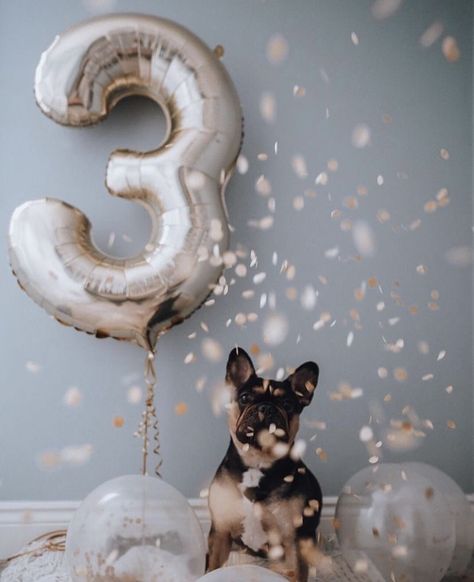 Cute Dog Birthday Pictures, Doggie Birthday Photoshoot Ideas, Dog Second Birthday Photo, Dog 3rd Birthday Photoshoot, Aesthetic Dog Birthday, Dog Birthday Party Photo Shoot, Dog First Birthday Photo Shoot, Puppy Birthday Photoshoot, Dog 1st Birthday Pictures