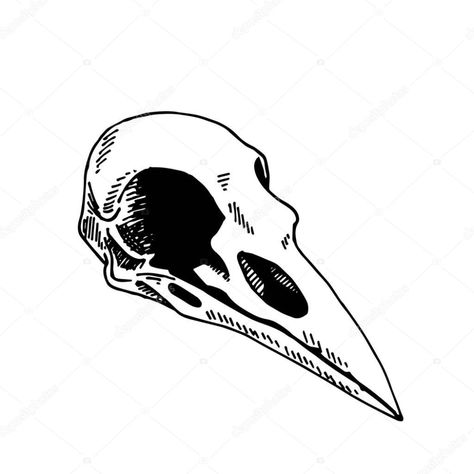 Vector of Vector illustration in vintage style, line drawing. Bird Skull Isolated On White Background. skull of a raven. Witchcraft esoteric rite concept symbol. Witch gothic item. Bird Skull Line Art, Bird Skull Sketch, Bird Skull Illustration, Traditional Bird Skull Tattoo, Simple Bird Skull Tattoo, Skull Crow Tattoo, Raven Skull Art, Raven Tattoo Linework, Crow Skull Tattoo Design