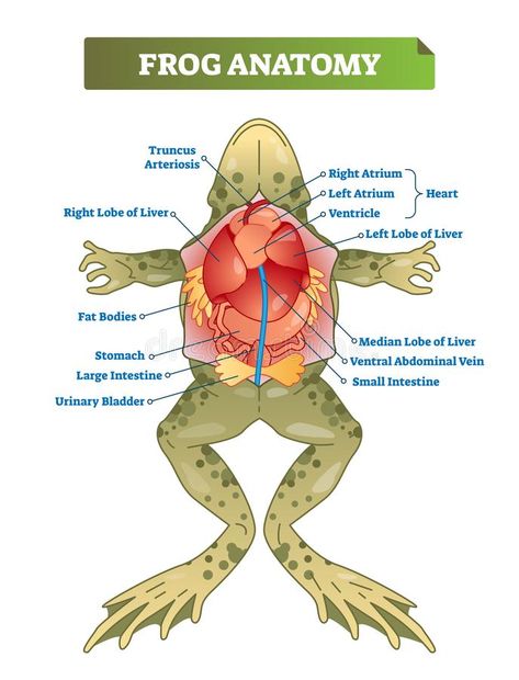 Frog anatomy labeled vector illustration scheme. Educational preparation. Frog anatomy labeled vector illustration scheme. Educational preparation for biology stock illustration Anatomy Labeled, Frog Anatomy, Frog Dissection, Biology Anatomy, Endocannabinoid System, Frog Drawing, Infographic Illustration, Education Logo, Frog Art