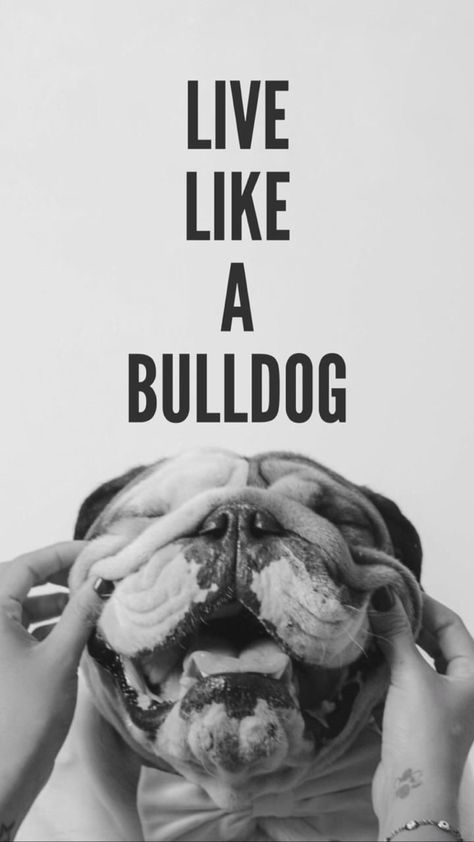 English Bulldog Wallpaper, English Bulldog Tattoo, Bulldog Quotes, Bulldog Wallpaper, Bulldog Drawing, Dogs Paw, Bulldog Tattoo, Wallpaper Dog, Bulldog Pics