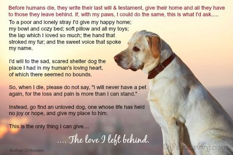 Heart-wrenching poem from an old dog to his owner.  What your dog would ask from you when he crosses over to the Rainbow Bridge. Spitz Pomeranian, Dog Poems, Pet Remembrance, Love Poem, Dogs Love, Airedale Terrier, White Dog, Beloved Dog, Old Dogs