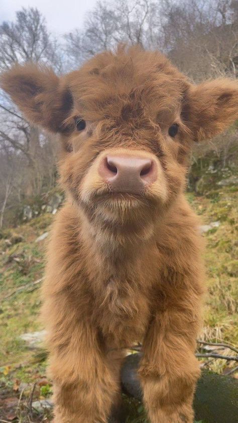 Pet Cows, Mini Cows, Cutee Animals, Baby Farm Animals, Fluffy Cows, Cute Small Animals, Cute Animals Puppies, Baby Cow