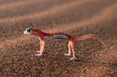 Interesting Creatures, Strange Animals, Animal Pins, Animal Images, Cute Reptiles, Interesting Animals, Baby Dinosaurs, Rare Animals, African Wildlife