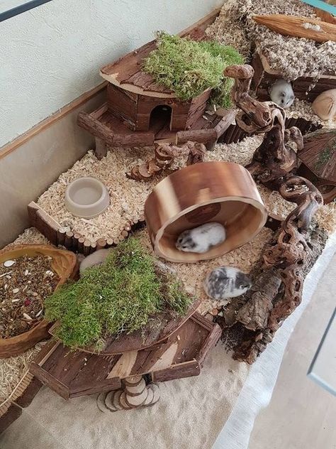 Hamster Aesthetic, Degu Cage Ideas, Hamster Diy Cage, Mice Habitat, Cool Hamster Cages, Diy Chicken Nesting Boxes, Gerbil Cages, Hamster Terrarium, Mouse Cage