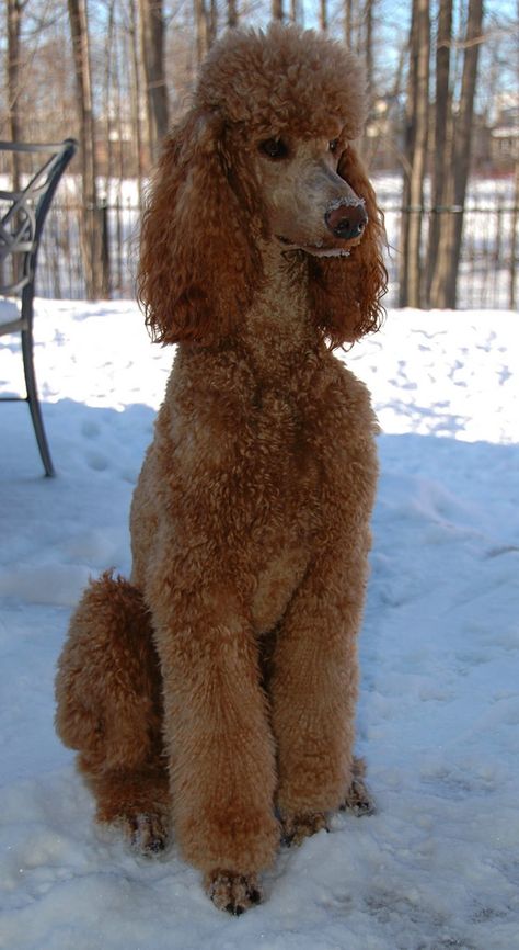 Standard Poodle Cuts, Red Standard Poodle, Poodle Sweater, Standard Poodle Haircuts, Anjing Poodle, Poodle Haircut, Poodle Cuts, Red Poodles, Poodle Grooming