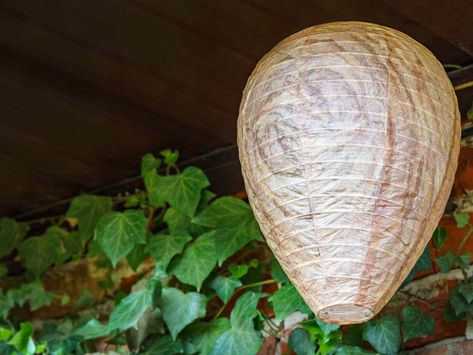 Need to Get Rid of Wasps Outside Instantly? Try This Simple, Effective Hack Fake Wasp Nest, Mold Smell, Get Rid Of Wasps, Don't Come Back, House Bugs, Kill Bed Bugs, Get Rid Of Flies, Dont Come Back, Wasp Nest