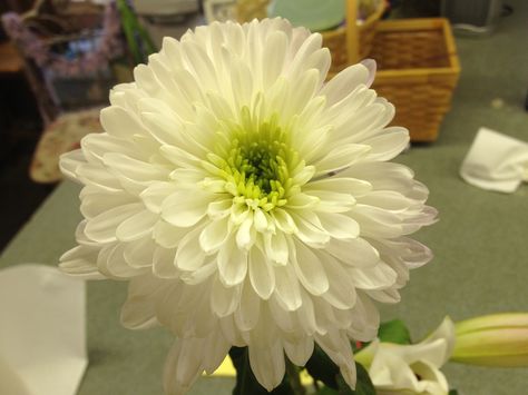 White Cremone.  Hearty, full flower with beautifully textured petals.  Visit us at Lefrancoisfloral.com  #cremone #weddingflowers  #floralarrangements Flower Identification, Bridesmaids Bouquet, Bridesmaid Bouquet, Future Wedding, Floral Arrangements, Wedding Flowers, Plants, Flowers, White