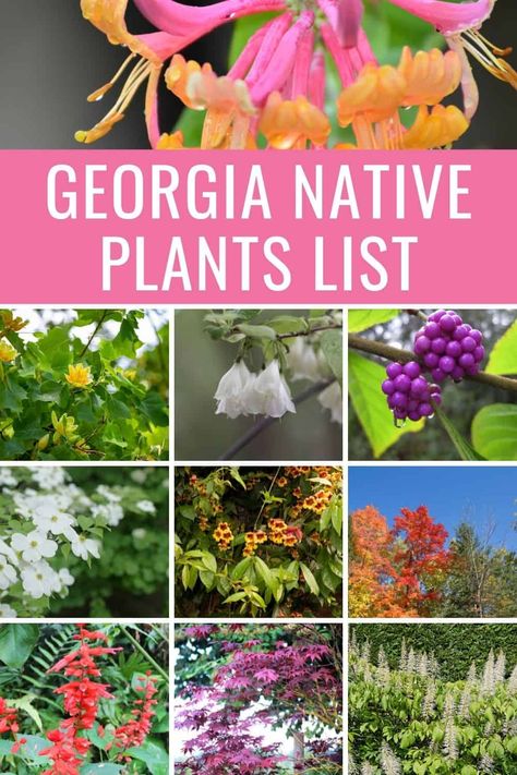 Georgia has some GORGEOUS native plants: here's a list of our favorites to get you started. Which one will you use in your landscaping projects? Native Georgia Plants Landscapes, Georgia Native Plants Gardening, Native Georgia Plants, South Georgia Landscaping Ideas, Draught Tolerant Landscape, Georgia Gardening, Hobbit Garden, Georgia Garden, Native Plant Landscape