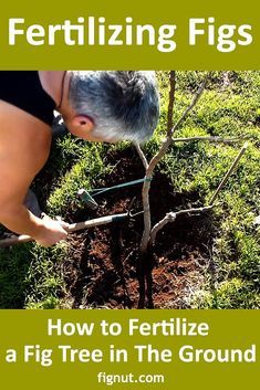 Fig Trees Outdoor, Fig Tree Care Outdoor, Fig Tree Outdoor, Fig Fruit Tree, Growing Fig Trees, Fig Tree Plant, Fruit Tree Garden, Pruning Fruit Trees, Fig Trees