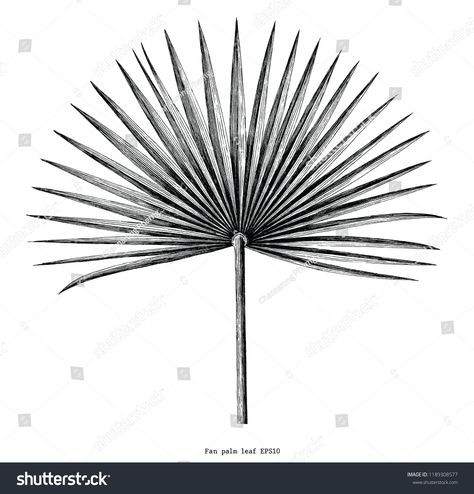 Fan palm leaf hand draw vintage engraving clip art isolated on white background #Ad , #Ad, #hand#draw#vintage#Fan Fan Palm Leaf, Leaves Sketch, Fan Tattoo, Palm Tattoos, Fan Palm, Leaf Drawing, Antique Images, Vintage Fans, Hand Draw