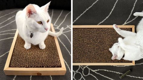 Avec quelques tréteaux de bois et du carton ondulé, vous pouvez réaliser un super grattoir pour vos petits matous. Source : Old House New Tricks Diy Chat, Chat Diy, Pet Project, Pet Projects, Old Suitcases, Eco Packaging, Photo P, Animal Projects, Cat Diy