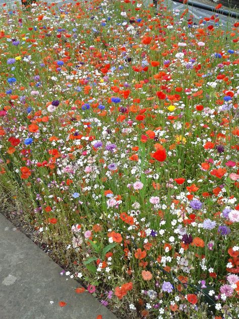 Flower Beds Aesthetic, Pink Flowering Plants, Bright Flower Garden, Wild Flower Front Garden, Ohio Flower Garden, Wild Flower Garden Bed, Wild Flower Flower Beds, Wild Flower Planters, Wild Flower Front Yard