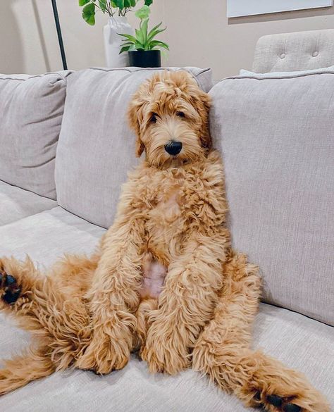 Labradoodle Photography, Labradoodle Grooming, Labradoodle Dogs, Australian Labradoodle, Labradoodle Puppy, Really Cute Dogs, Cuddly Animals, Orange County California, Airedale Terrier