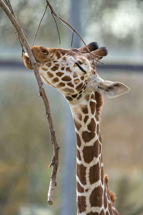 Giraffe eating from a branch Lusitano Horse, Giraffe Pictures, Animal Safari, Giraffe Art, A Giraffe, Baby Giraffe, African Animals, Animals Of The World, Zebras