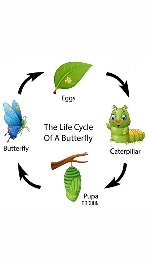 Growth Butterfly, Butterfly Lifecycle, Life Cycle Of Butterflies Preschool, Life Cycle Of A Butterfly, Project Management Quotes, Butterfly Stages Life Cycles, Cycle Of A Butterfly, Preschool Jobs, Caterpillar Stages Butterfly Life Cycle