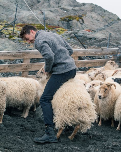 Today is the national "Bóndadagur" day in Iceland. It marks the beginning of Þorri or "frozen snow month" and is the day of midwinter. Bóndadagur takes its name from "Bóndi" which in today’s Icelandic means farmer, but was a synonym for “husband” back in the day. Bóndadagur was traditionally dedicated to the master of the house or farm, who was most often a working farmer. Being a sheep farmer in Iceland requires a great deal of passion and dedication. Learn more about it, link in bio. Restaurant Vibes, Sheep Herding, Sheep Farmer, Icelandic Sheep, Frozen Snow, Cross River, Sheep Farm, A Sheep, Surprising Facts