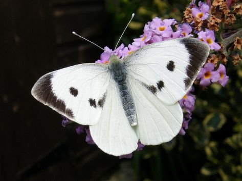 Cabbage White Butterfly, Cabbage Butterfly, Super Tattoo, Elbow Tattoo, Butterfly White, Tattoo Butterfly, Simple Questions, God Is Amazing, Butterfly Quilt