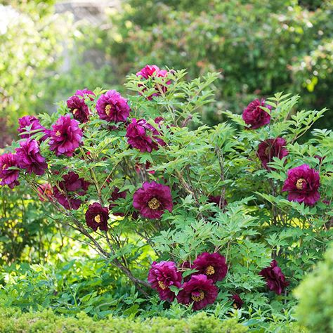 Trees with flowers - shade and color - the best of both worlds Peony Varieties, Tattoo Plant, Japanese Tree, Tree Peony, Red Blossoms, Red Petals, Peonies Garden, Perennial Garden, Tree Leaves