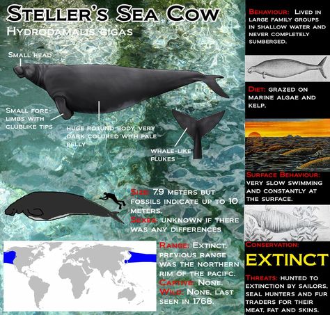 Steller's Sea Cow Steller's Sea Cow, Sea Cow, Extinct Animals, Cow, Swimming, Animals, Quick Saves