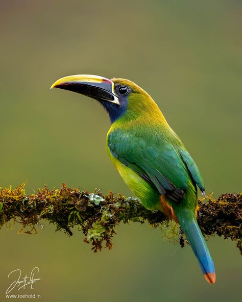 The Emerald Toucanet Emerald Toucanet, Costa Rica Animals, Fursona Ideas, Costa Rica Art, Animal Photos, Cute Animal Photos, Pretty Birds, Cute Birds, Birds Flying