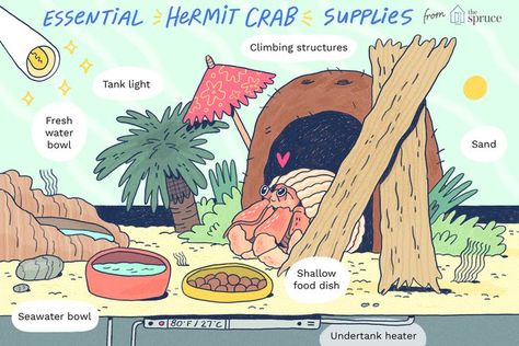 Cute Hermit Crab Tank Ideas, Hermit Crab Care Tips, How To Take Care Of A Hermit Crab, Hermit Crab Terrarium, Hermit Crab Enrichment, Cute Hermit Crab Habitat Ideas, Hermit Crab Habitat Ideas Tanks, Hermit Crabs Habitat Ideas, Hermit Crab Tank Setup