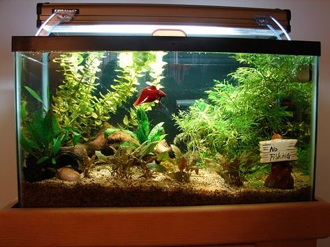 A betta in his kingdom!  Clean water, warm, live plants, and lots of space to swim! Fish Tank Decoration Ideas, Tank Decoration Ideas, Betta Aquascape, Betta Tanks, Fish Aquarium Decorations, Fish Tank Design, Betta Aquarium, Betta Fish Care, Tank Decoration